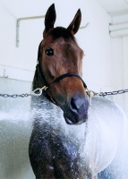 Buck I loves a shower